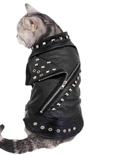 Veste de rockeur pour chat - bleublancbeauf.com